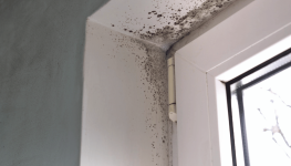 Schimmel in der Wohnung erkennen