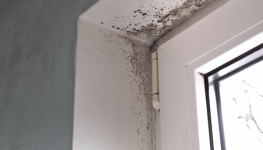 Schimmel in der Wohnung erkennen, vermeiden & sicher beseitigen