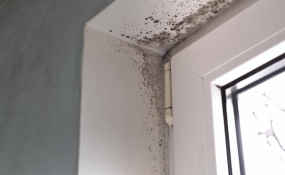 Schimmel in der Wohnung erkennen, vermeiden & sicher beseitigen