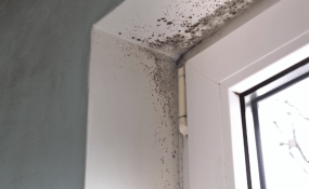 Schimmel in der Wohnung erkennen, vermeiden & sicher beseitigen